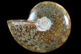 Polished, Agatized Ammonite (Cleoniceras) - Madagascar #88059-1